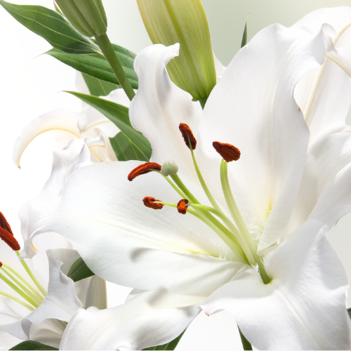 White Lily Luxe