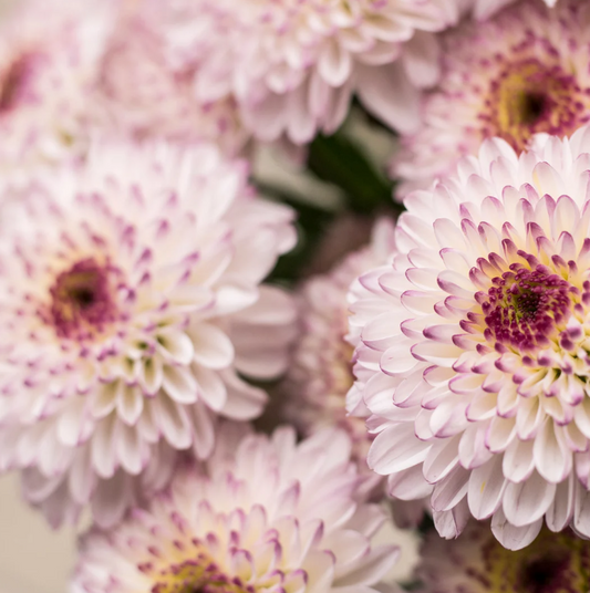 Pastel Chrysanthemum Charm