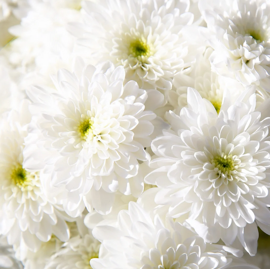 White Chrysanthemum Charm