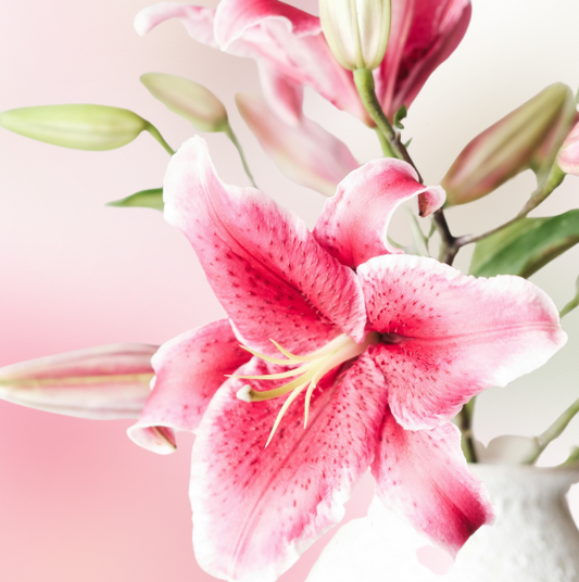 Pink Lily Luxe